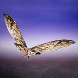 Figurines S.H. MonsterArts Suko & Mothra Bandai Godzilla X Kong The New Empire